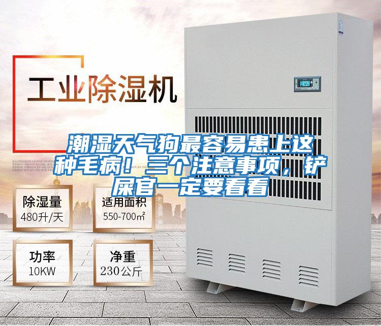 潮濕天氣狗最容易患上這種毛??！三個注意事項，鏟屎官一定要看看
