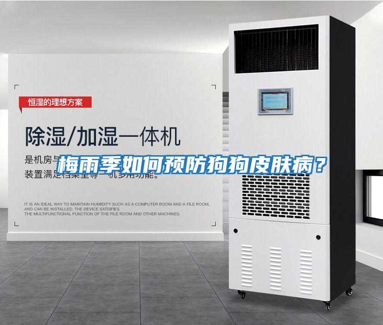 梅雨季如何預防狗狗皮膚??？