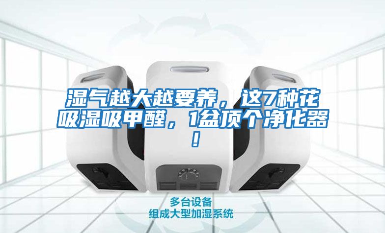 濕氣越大越要養(yǎng)，這7種花吸濕吸甲醛，1盆頂個凈化器！